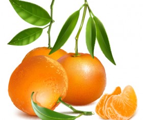 Fresh orange and green leaves vector