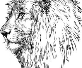 Hand drawing lion vector material 02