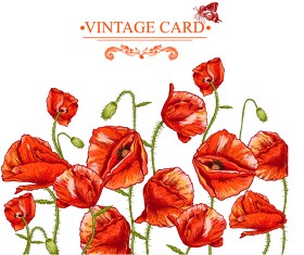 Hand drawing poppies vintage card vector