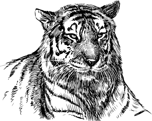 Hand drawing tiger vector material 01