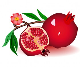 Realistic pomegranate design vector 01