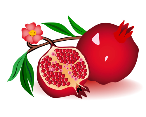 Realistic pomegranate design vector 01