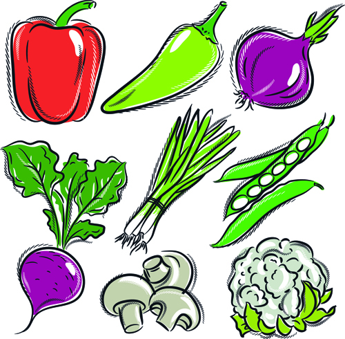 Hand drawing vegetables in doodle style isolated on white background.  Doodle drawing vegetable. Ripe autumn crop and farming harvest. Tomato,  pepper, garlic, carrot, pumpkin and other. Stock Vector by  ©cobectbhax.gmail.com 241964934