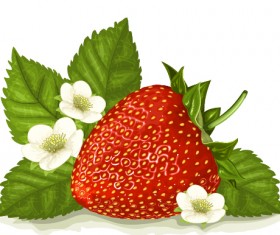 Strawberry with white flower vector