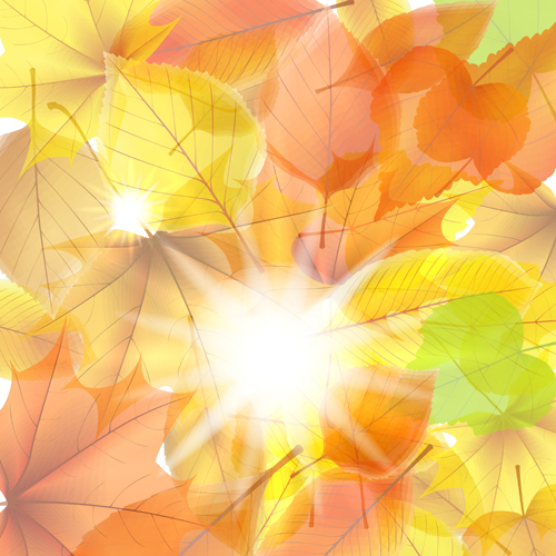 Sunlight with autumn leaves background graphics 01