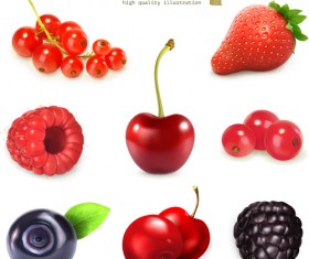 Various juicy fruits illustration vector