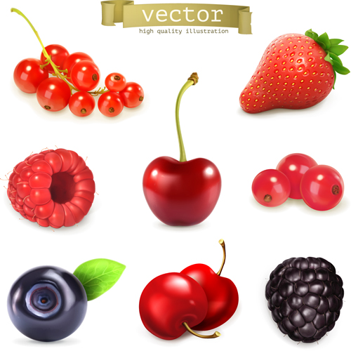 Various juicy fruits illustration vector