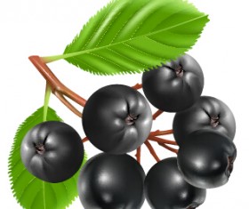 fresh juicy berries vector material