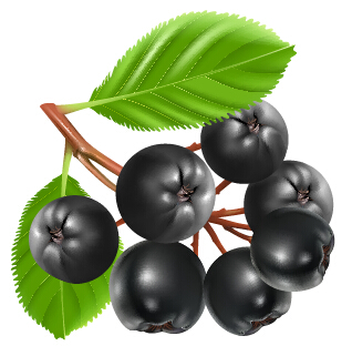 fresh juicy berries vector material