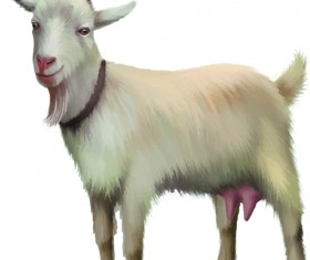 Realistic goats vector graphics
