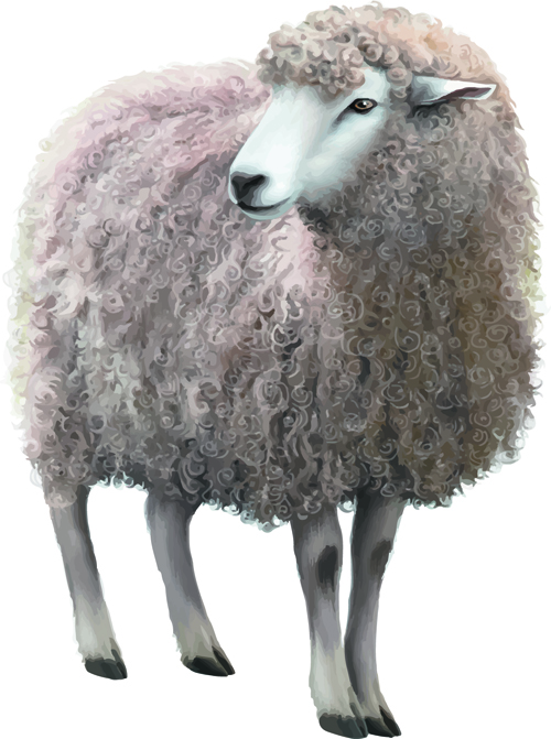 Realistic sheep vector material