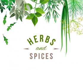 Refreshing herbs and spices vector background 02