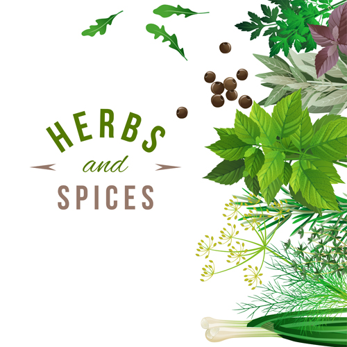 Refreshing herbs and spices vector background 03 free download