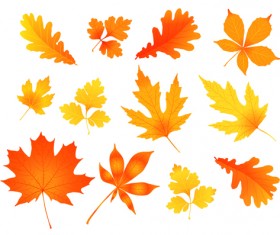 Various autumn leaves vector set material 01