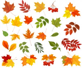 Various autumn leaves vector set material 02