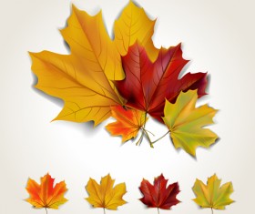 Various autumn leaves vector set material 03