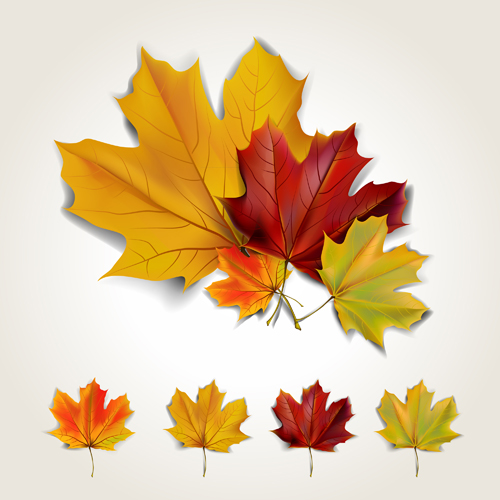Various autumn leaves vector set material 03