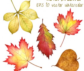 Various autumn leaves vector set material 04