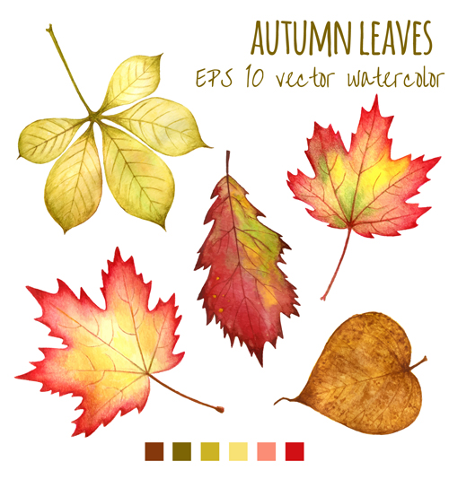 Various autumn leaves vector set material 04