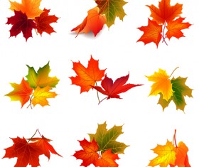 Various autumn leaves vector set material 05