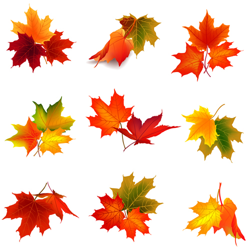 Various autumn leaves vector set material 05