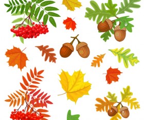 Autumn leaves with fructification vector