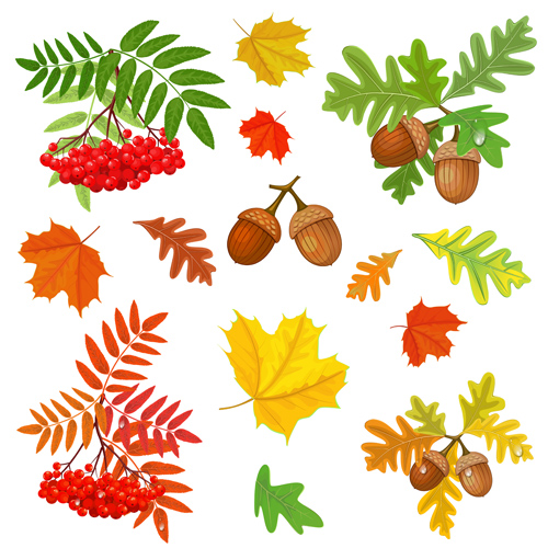 Autumn leaves with fructification vector