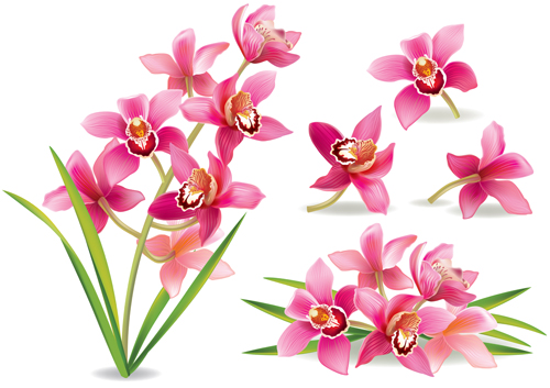 Pink orchids design vector 01