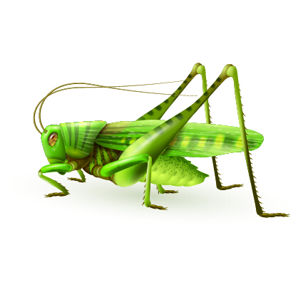 Realistic Locust vector design