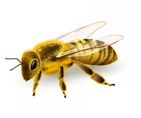 Realistic bee vector design