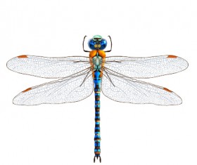 Realistic dragonfly vector material