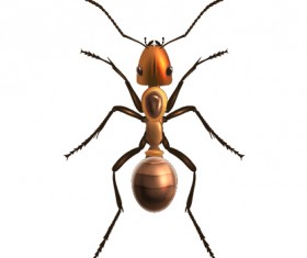 Realistic insect vector design