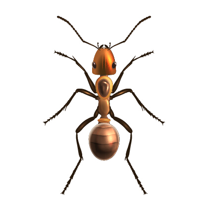 Realistic insect vector design