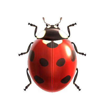 Realistic ladybird vector design