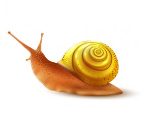 Realistic snails vector design