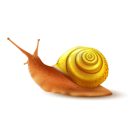 Realistic snails vector design