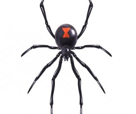 Realistic spider vector design
