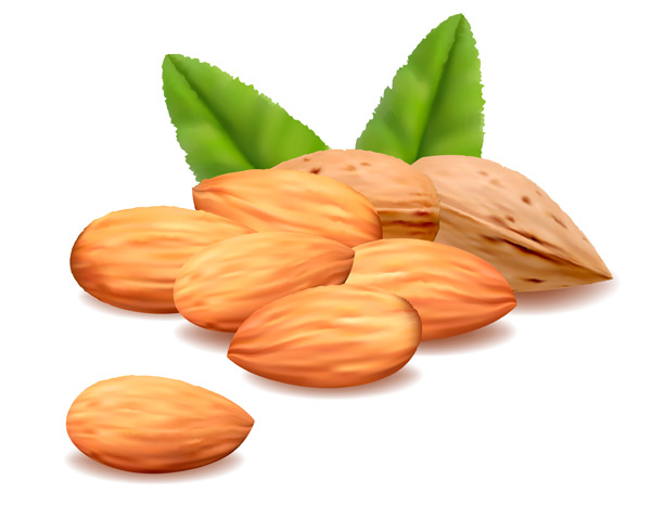 Delicious almonds vector graphics 01