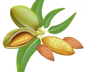 Delicious almonds vector graphics 02