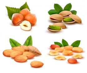 Different nuts vector design