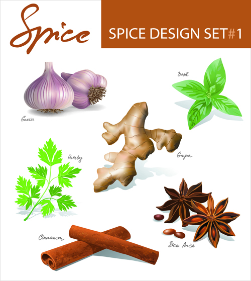 Different spices design set vector 01
