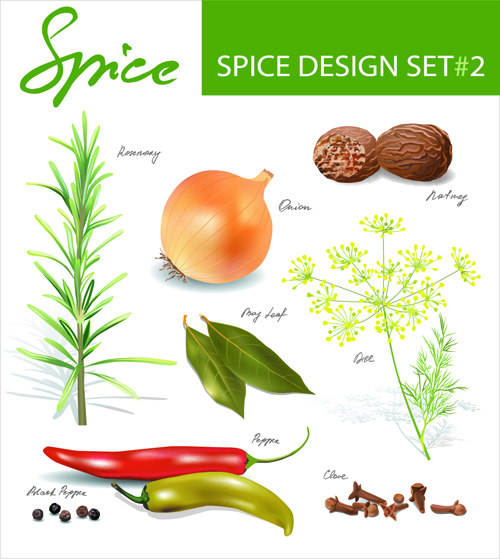 Different spices design set vector 02
