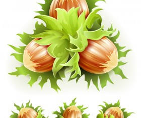 Filbert design vector