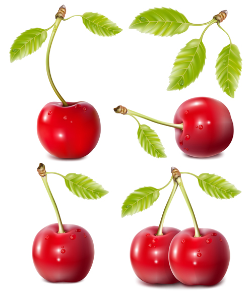 Ripe cherries creative vector