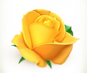 Yellow rose vector