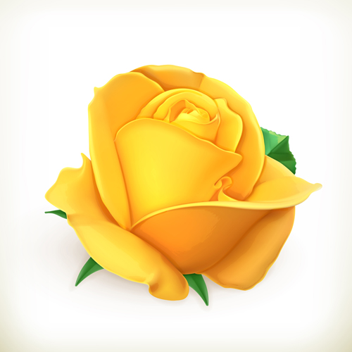 Yellow rose vector free download
