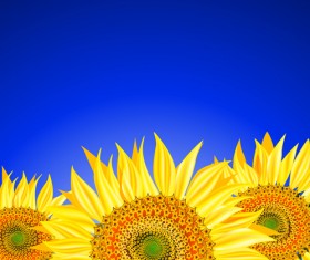 Beautiful sunflowers background vector 01