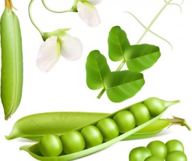 Fresh peas vector graphics 01