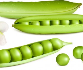 Fresh peas vector graphics 02