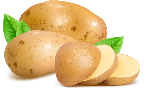 Fresh potatoes and sliced vector